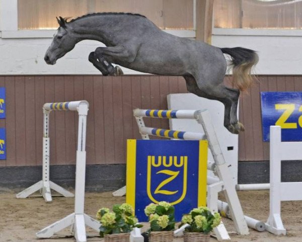 horse Condor de Kreisker Z (Zangersheide riding horse, 2015, from Cornet Obolensky)
