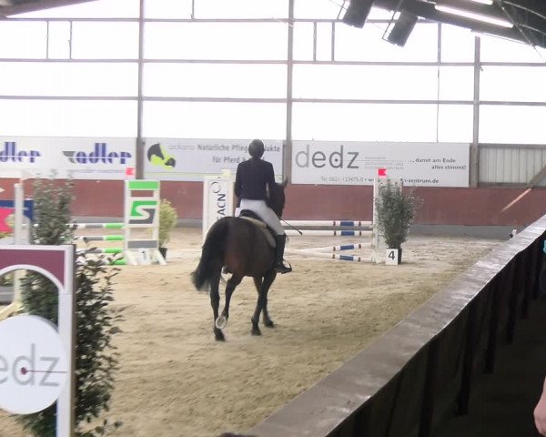 Reitturnier Viernheim 2024