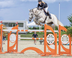 jumper Hendriek (KWPN (Royal Dutch Sporthorse), 2012, from Indoctro)