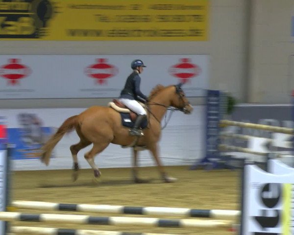 Reitturnier Borken 2024