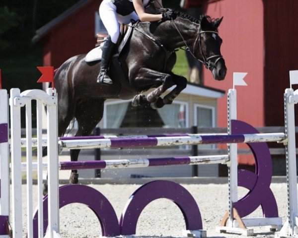 Springpferd Check Me Out (Norwegisches Warmblut, 2010, von Clinton I)