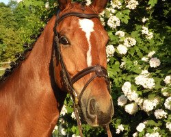 jumper Lowietje (KWPN (Royal Dutch Sporthorse), 2016)