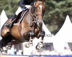 broodmare Qarlam des Etisses (Selle Français, 2004, from Quidam de Revel)