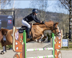 jumper Melvina van het Paardenhof (Belgian Warmblood, 2012, from Hunter's Scendix)