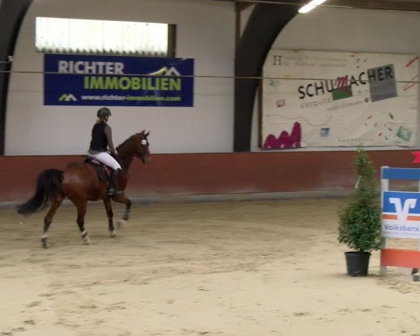 Reitturnier Viernheim 2024