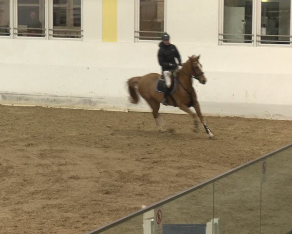 Reitturnier Stadl-Paura 2024