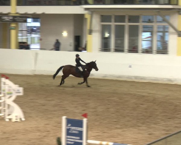 Reitturnier Stadl-Paura 2024