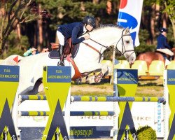 horse Cappucino Hippica (Oldenburg show jumper, 2010, from Cancara)