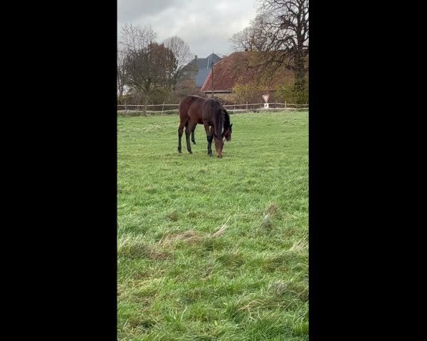 Video von Hitschkok 23