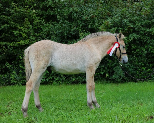 horse Vuchur (Fjord Horse, 2023, from Vacceur)