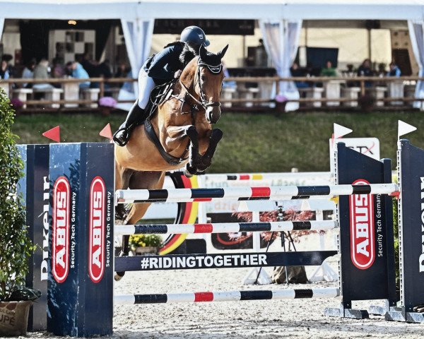 Springpferd Josy 164 (Oldenburger Springpferd, 2015, von Junior Mariner)