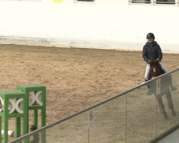 Reitturnier Stadl-Paura 2024
