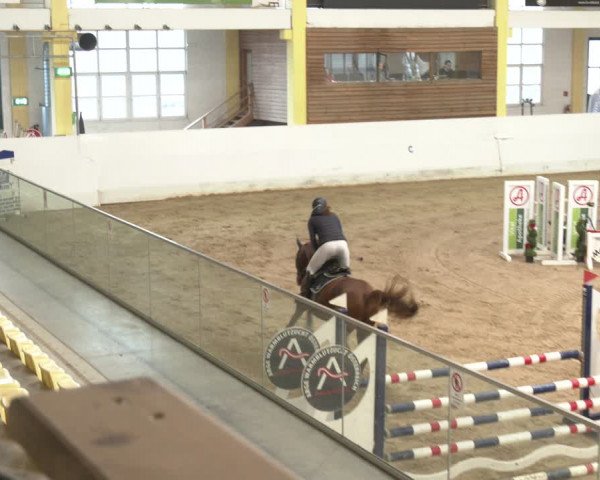 Reitturnier Stadl-Paura 2024