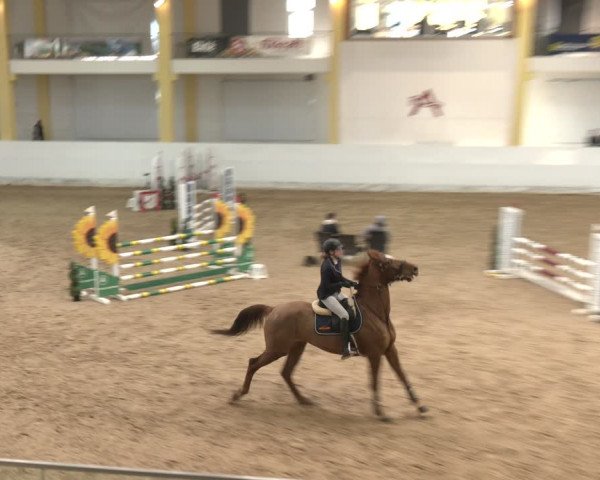 Reitturnier Stadl-Paura 2024