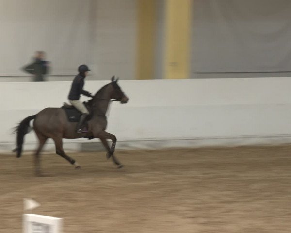 Reitturnier Stadl-Paura 2024
