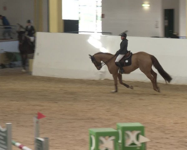 Reitturnier Stadl-Paura 2024