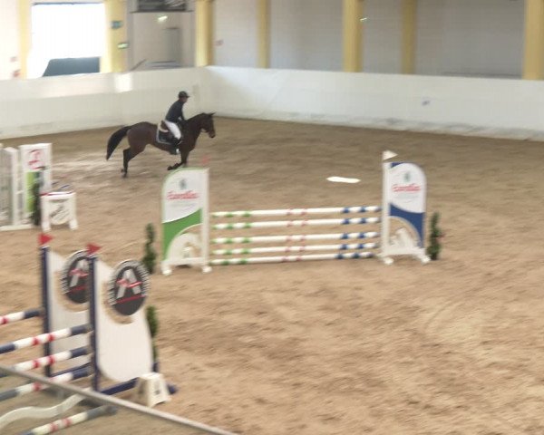Reitturnier Stadl-Paura 2024