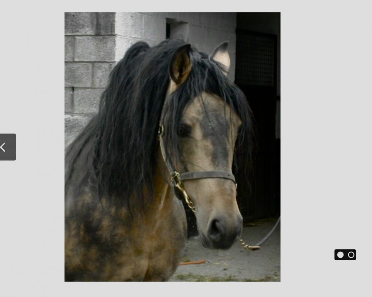 stallion Silver Heaven (Connemara Pony, 1987, from Silver Cloud)