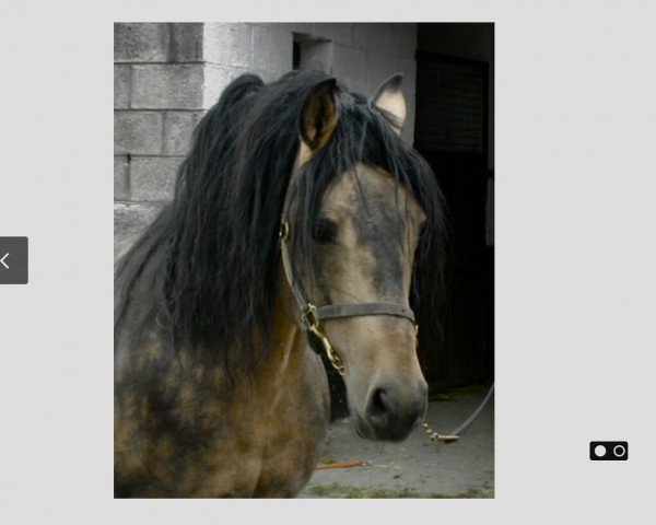 stallion Silver Heaven (Connemara Pony, 1987, from Silver Cloud)