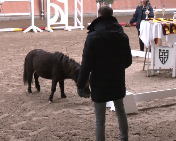 Winterkörung des ZfdP - Körung 2023/2024