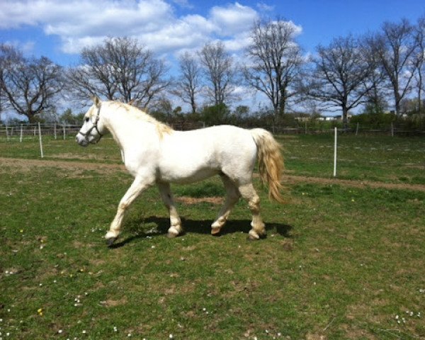 stallion Admiral du Blin (Connemara Pony, 1988, from Nicholas)