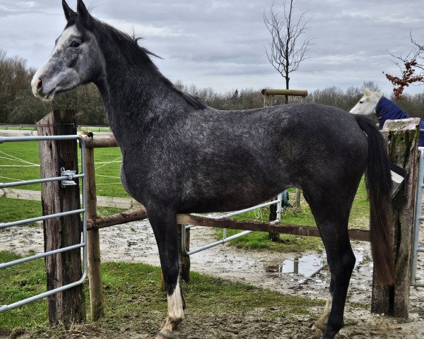 horse Diabella (Hanoverian, 2021, from Diacontinus)