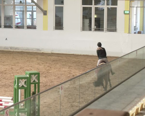 Reitturnier Stadl-Paura 2024