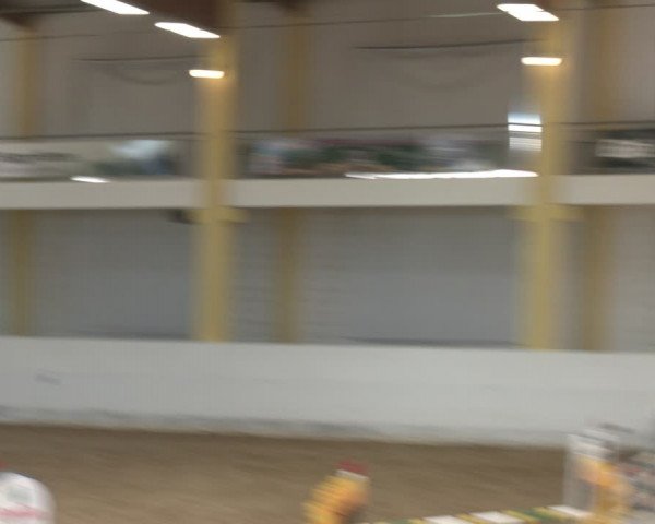 Reitturnier Stadl-Paura 2024