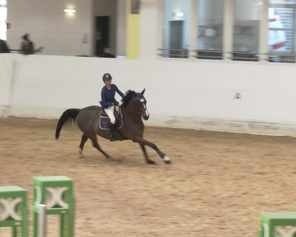 Reitturnier Stadl-Paura 2024