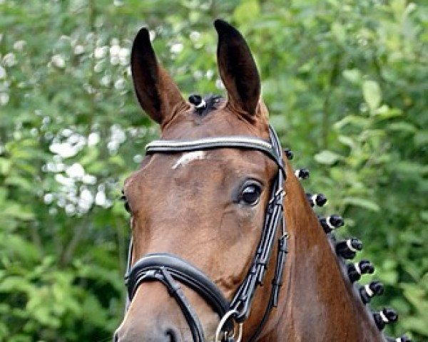 broodmare Surprise (Westphalian, 2007, from Sandro Hit) broodmare Surprise (Westphalian, 2007, from Sandro Hit)