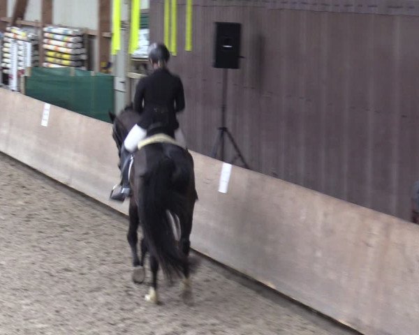 Reitturnier Hesel 2024