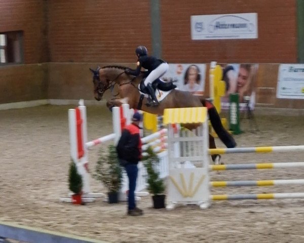 jumper Chicago 219 (German Sport Horse, 2019, from Cornet's Fire Z)