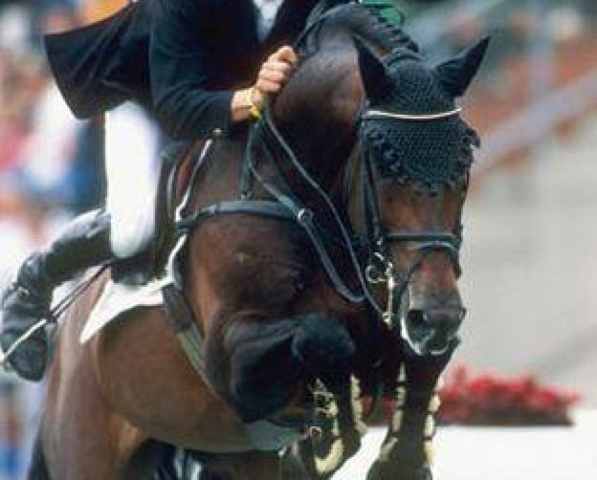 Deckhengst Emilion (KWPN (Niederländisches Warmblut), 1986, von Wellington)