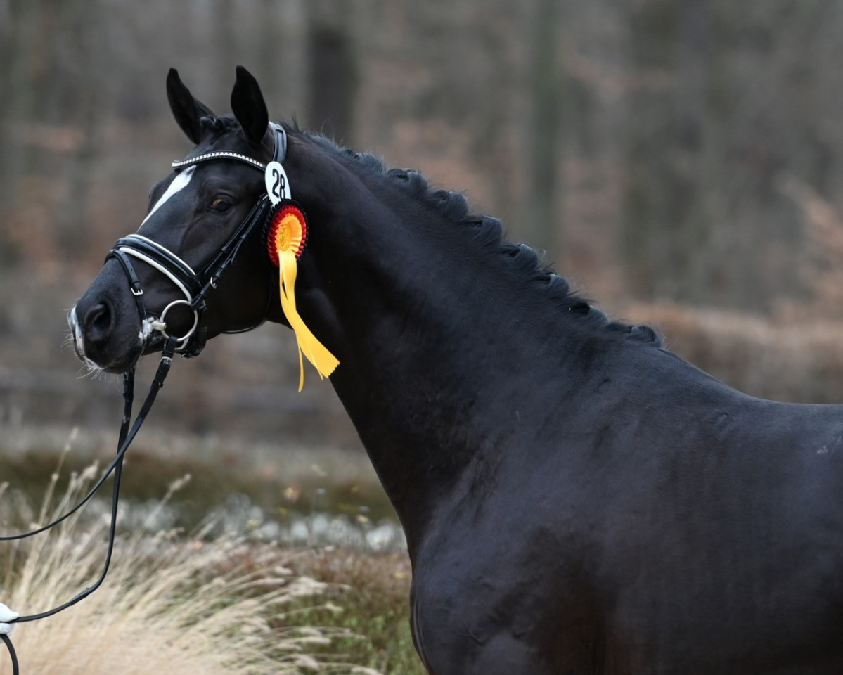 horse Besser Spät als Nie (Westphalian, 2021, from Best Buddy 8)