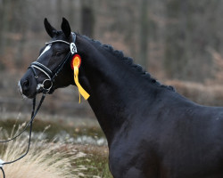horse Besser Spät als Nie (Westphalian, 2021, from Best Buddy 8)