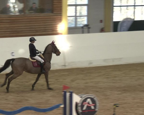 Reitturnier Stadl-Paura 2024