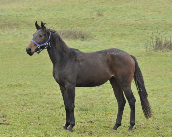 broodmare Savanne (Hanoverian, 2010, from Stalypso)