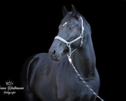 broodmare Priceless 10 (Westphalian, 2011, from Pik Labionics)