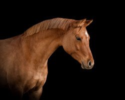 dressage horse Daisy (German Riding Pony, 2017, from Dimension AT NRW)