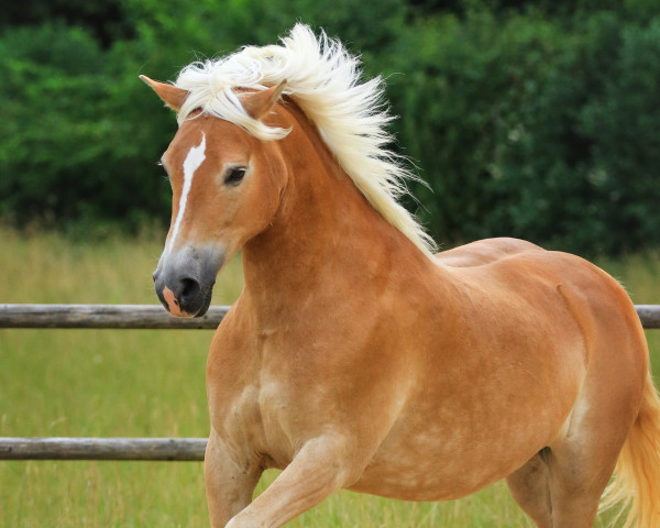 Dressurpferd Holly (9,375% ox) (Haflinger, 2010, von Waldgeist (6,25% ox))