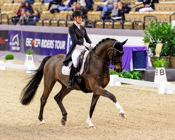 dressage horse DSP Diamante Negro (German Sport Horse, 2016, from DeLorean)