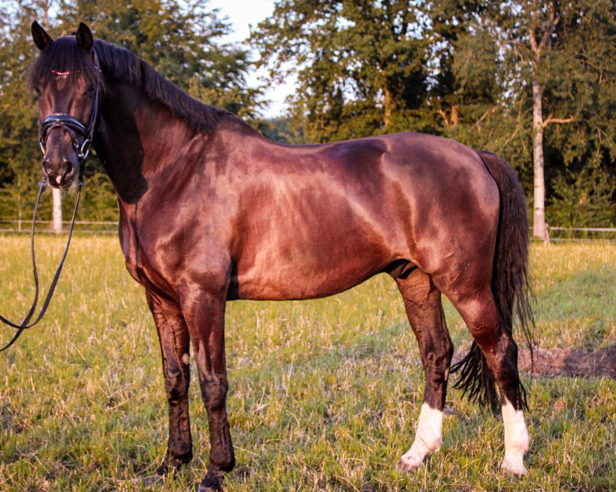 Dressurpferd Take It Easy M (Oldenburger, 2012, von Blue Hors Touch Me 166 FIN)
