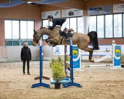 jumper Valdina van de Fruitkorf Z (Zangersheide riding horse, 2017, from Vagabond de la Pomme)