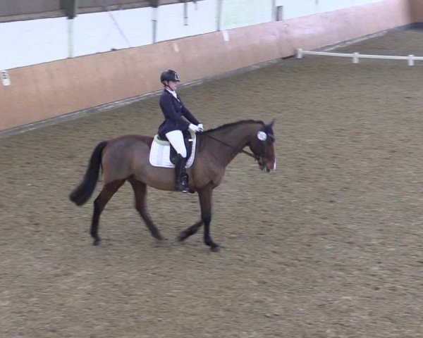 Reitturnier Datteln 2024