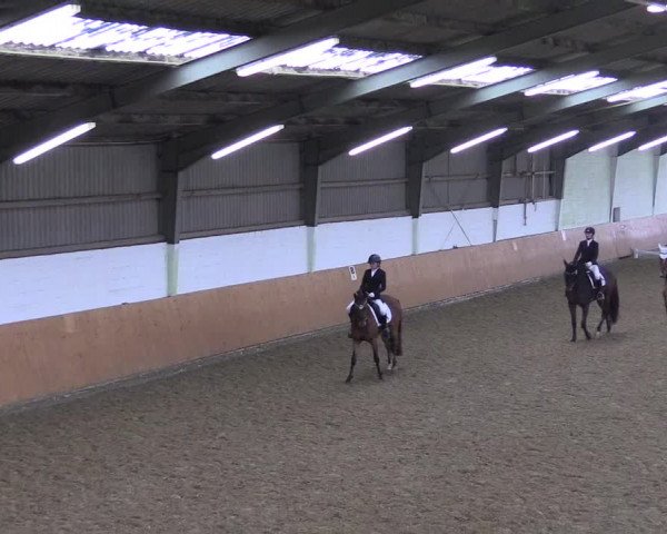 Reitturnier Datteln 2024