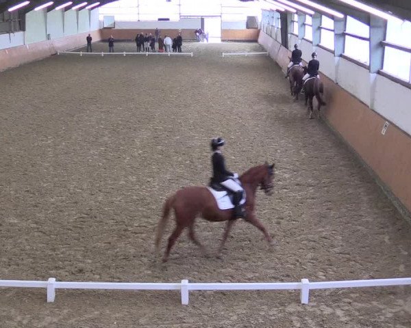 Reitturnier Datteln 2024
