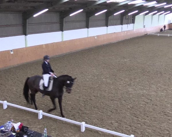 Reitturnier Datteln 2024