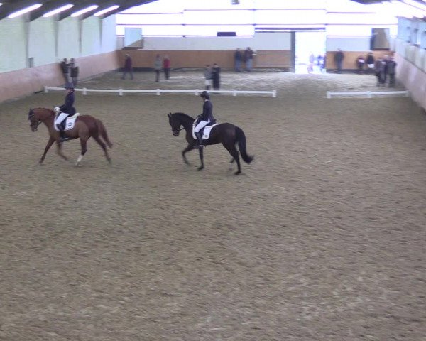 Reitturnier Datteln 2024