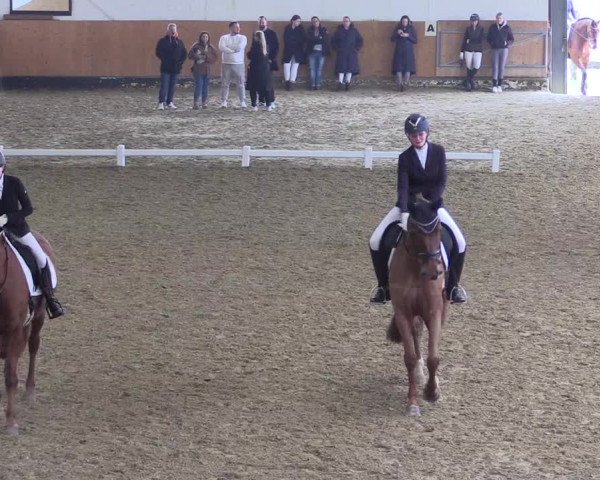 Reitturnier Datteln 2024
