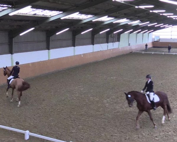 Reitturnier Datteln 2024